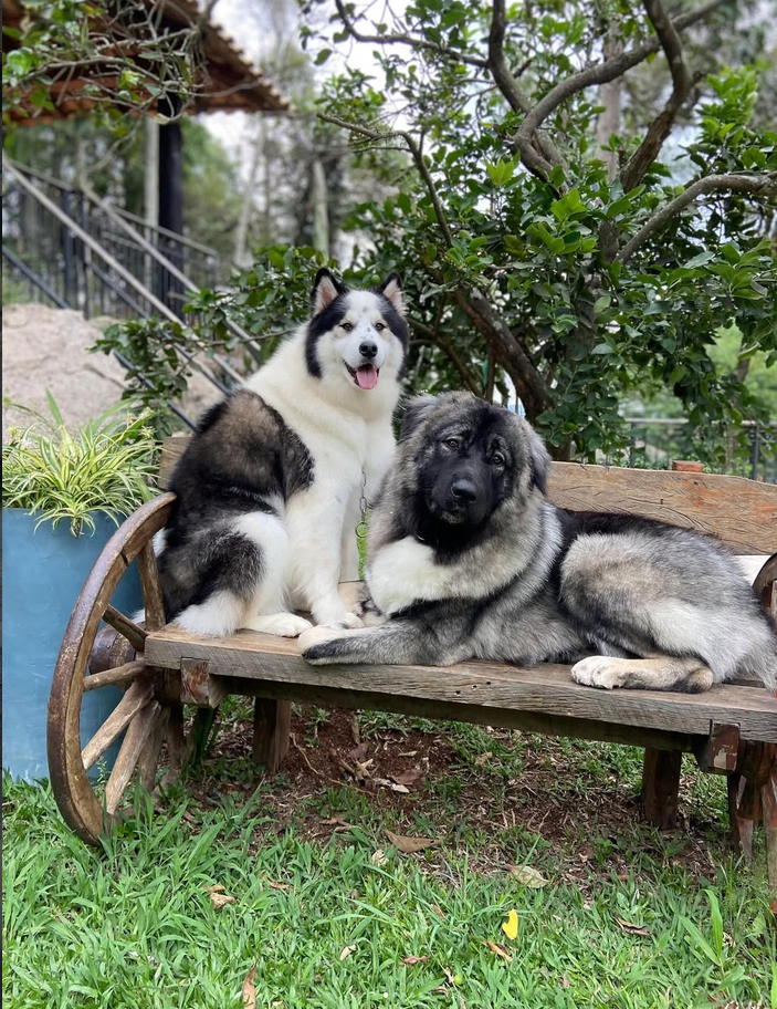Dois cães de grande porte descansando em um banco de madeira no jardim