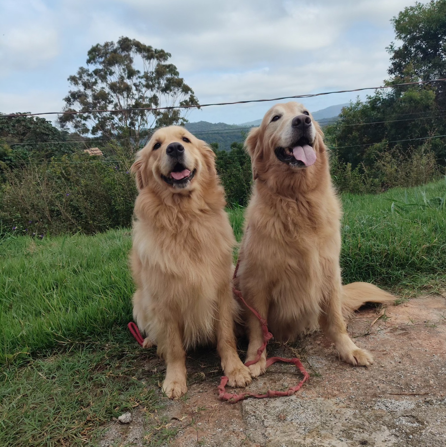 Dois golden retrievers sentados na grama com campo aberto ao fundo